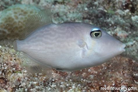 Sufflamen Bursa Pallid Triggerfish