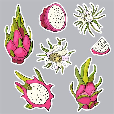 Premium Vector Dragon Fruit Sticker Set Pitahaya Fruit