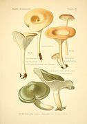 Category Pseudoclitocybe Cyathiformis Wikimedia Commons