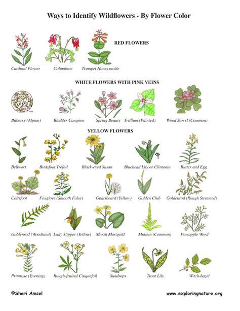 Wildflower Identification By Color