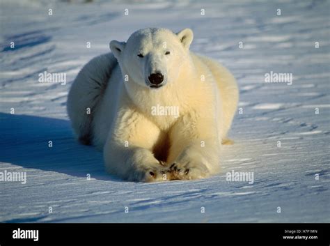 Polar Bear Ursus Maritimus Portrait Churchill Manitoba Canada