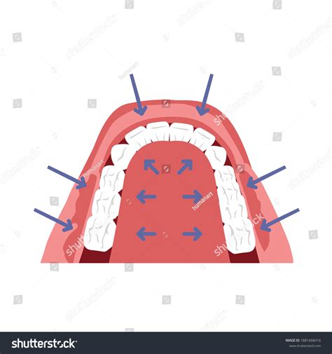 Anatomy Human Mouth Illustrations Simple Flat Stock Vector (Royalty ...