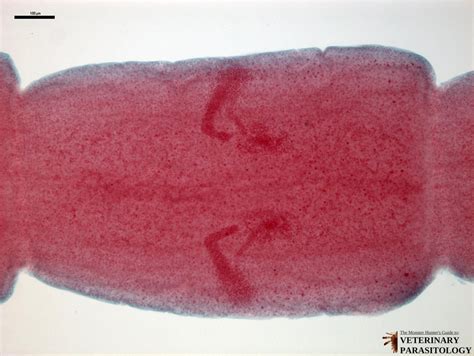 Dipylidium Caninum In Cats