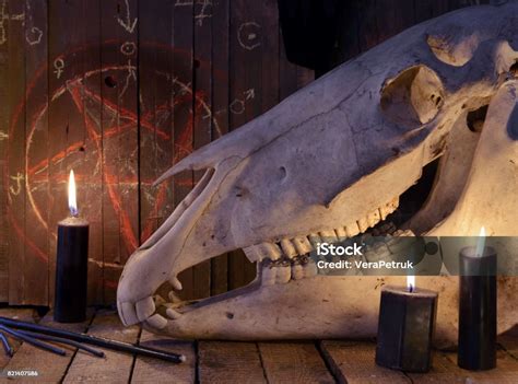 Scary Horse Skull With Black Candles And Pentagram Stock Photo