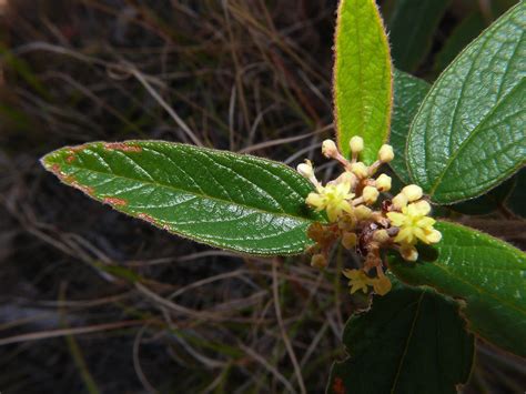 Pomaderris Lanigera Shotover Range Qld P1090739 Steve Alison1 Flickr