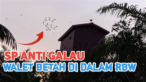 Sp Anti Galau YouTube