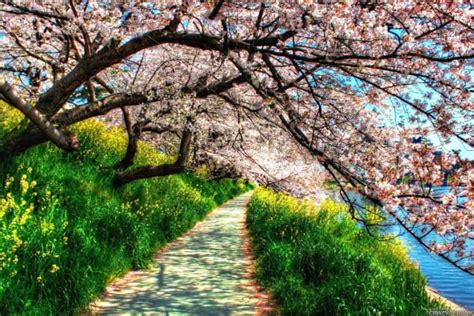 wildflowers wallpapers top  wildflowers backgrounds wallpaperaccess