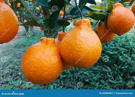 Tangerine Or Tangor Dekopon Is A Very Beautiful Sweet Seedless Citrus