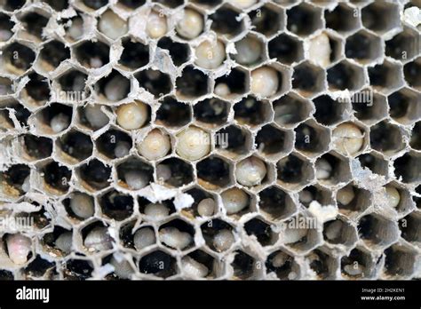 Hexagonal Cells With Larvae Of Common Wasp Vespula Vulgaris Exposed Centre Of Wasp S Nest