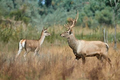 The Bactrian Deer Cervus Elaphus Bactrianus Stock Image Image Of Hind