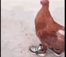 Good Morning GIF - Rooster Crowing GoodMorning - Discover & Share GIFs