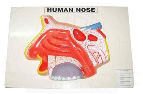 Human Nose Model