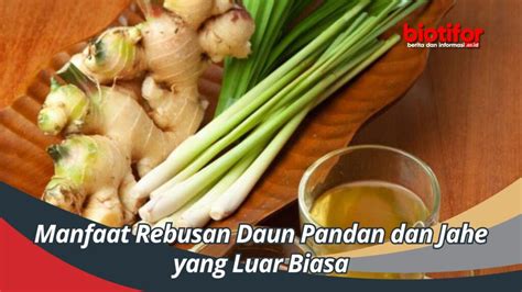 Manfaat Rebusan Daun Pandan Dan Jahe Yang Luar Biasa Biotifor