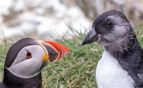 Rare images show baby puffin taking first steps outside in the Scottish Highlands | The Scotsman