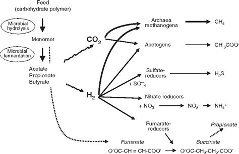 Methanogenesis Semantic Scholar