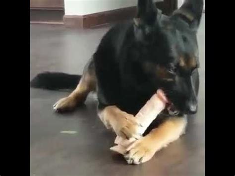 German Shepherd Tasting Penis Sex Toy By Viral Videos Hyr 2019 Youtube