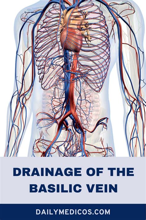 The Diagram Of The Human Body With Text That Reads Drainage Of The