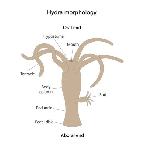 Budding In Hydra