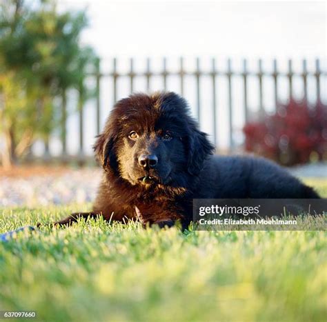 193 Newfoundland Puppy Stock Photos, High-Res Pictures, and Images ...