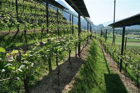 Bionetz Ch Oben Strom Unten Reben Agro Photovoltaik