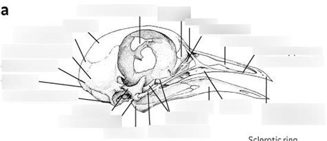 Bird Skull Diagram | Quizlet