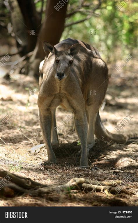 Wild Big Red Male Kangaroo Stock Photo & Stock Images | Bigstock