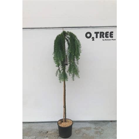 Larix Stiff Weeper C12 150cm Stam Snelle Levering Fleurdirect