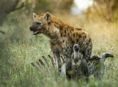 Hyena eating, Kruger National Park, South Africa. 26208118 Stock Photo at Vecteezy