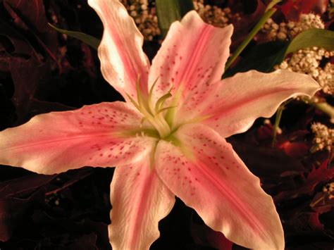 Pink Stargazer Lily 2 Free Photo Download | FreeImages