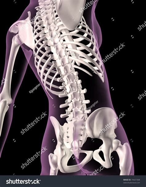 D Render Of A Female Medical Skeleton With A Close Up Of The Spine