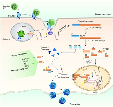 Road Map For Targeting Key Events In Ev71 Life Cycle Key Steps In Ev71