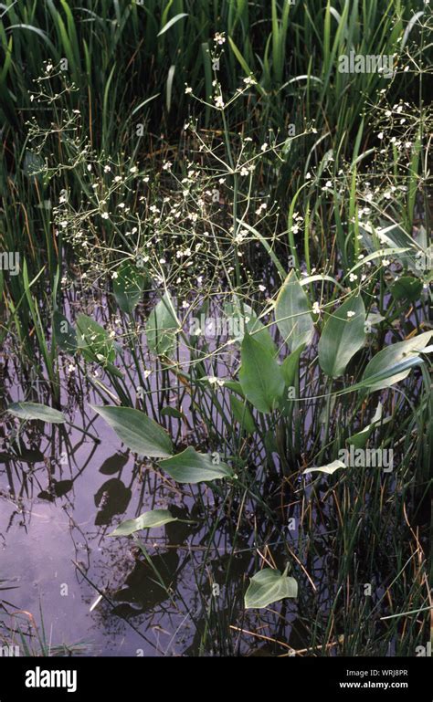 European Water Plantain Common Water Plantain Or Mad Dog Weed Alisma