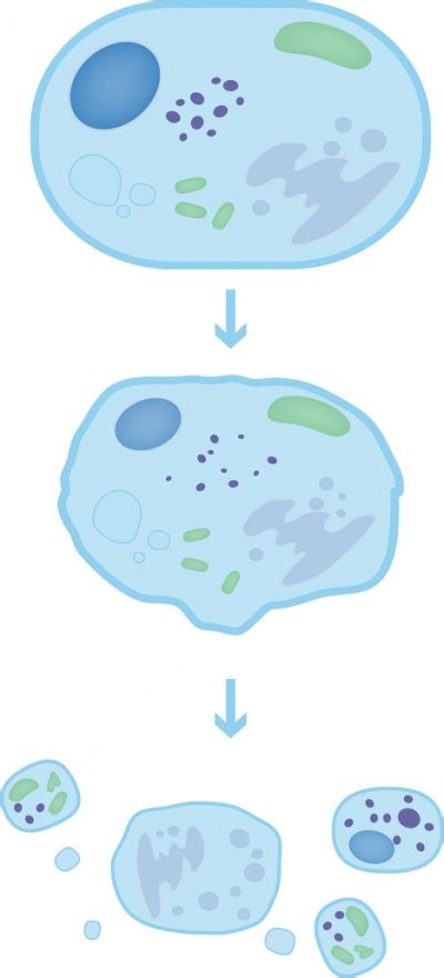 Apoptose Funktion Aufgabe Krankheiten MedLexi De