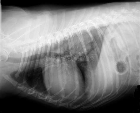 Xray Of Dog Chest And Spine Stock Photos Image 30749463