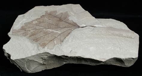 Fossil Poplar Leaf Green River Formation For Sale Fossilera