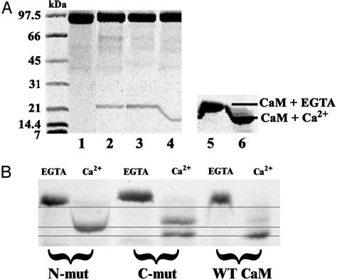 The Unique Insert In Myosin VI Is A Structural Calciumcalmodulin