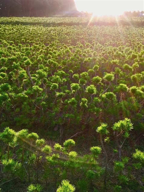 美しい松でお正月を。華道家が生み出した唯一無二の「根引松」 Gardenstory ガーデンストーリー