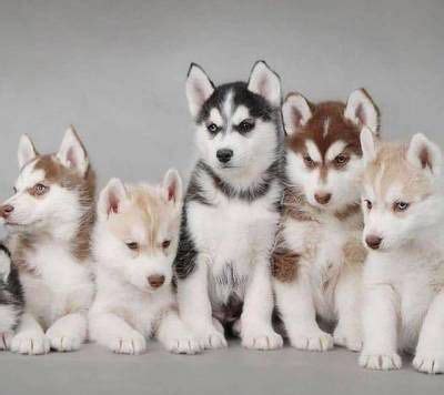 Purebred Husky - Gylo