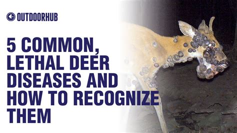 Video How To Recognize 5 Common Lethal Deer Diseases Outdoorhub