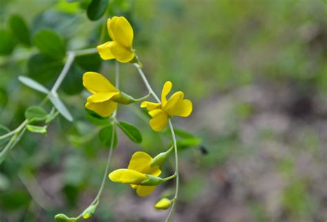 Yellow Wild Indigo Watching For Wildflowerswatching For Wildflowers