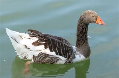 Toulouse Goose - Full Breed Profile and For Sale Info (Pictures)