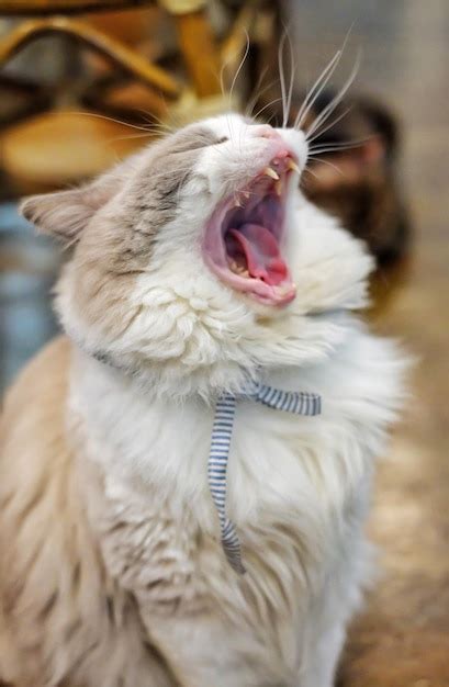 Premium Photo | Cute cat is yawning