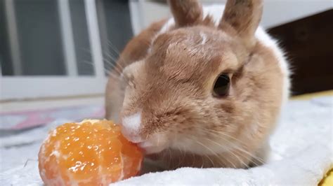 토끼의 귤 먹방 Asmr Asmr For Bunny To Eat Youtube