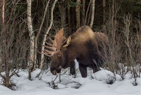 Anchorage Mid Town Moose