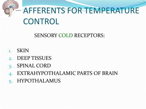 PPT - Hypothalamus PowerPoint Presentation, free download - ID:6901446