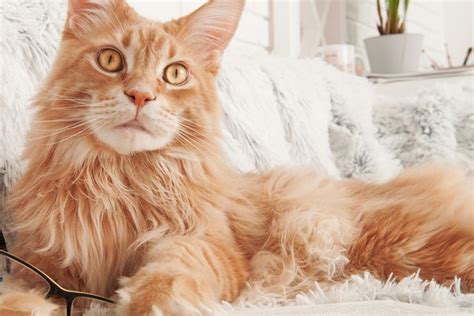 10 Ras Kucing Yang Paling Ramah Maine Coon Hingga Persia