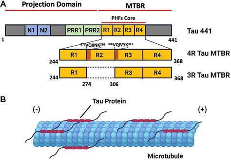 Frontiers The Sulfation Code Of Tauopathies Heparan Sulfate