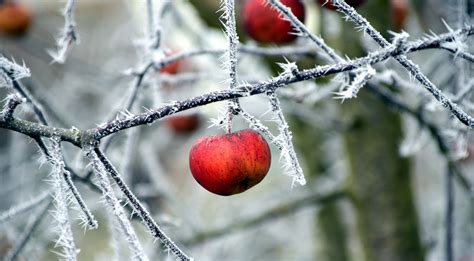 图片素材 性质 科 雪 冬季 厂 水果 叶 霜 果园 餐饮 弹簧 生产 天气 冻结 季节 枝条 特写