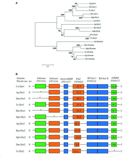 Phylogenetic And Domain Architecture Analysis Of Dicer Proteins A