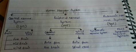 Central Nervous System Flow Chart